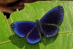 Metacharis regalis