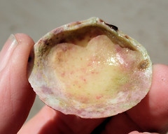 Pseudarcopagia decora