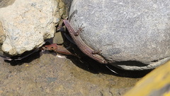 Sphaerodactylus graptolaemus