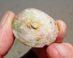 Pseudarcopagia decora