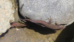 Sphaerodactylus graptolaemus