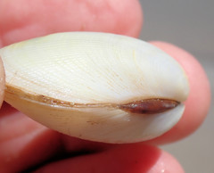 Venerupis galactites