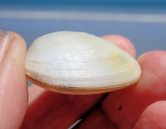 Venerupis galactites