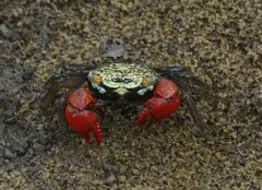 Parasesarma brevicristatum