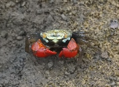 Parasesarma brevicristatum