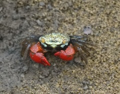 Parasesarma brevicristatum