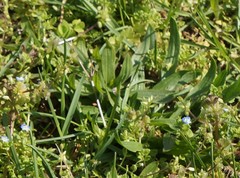 Plantago lanceolata