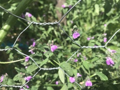 Rostellularia obtusa