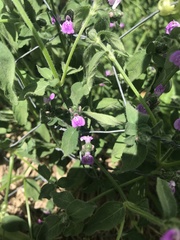 Rostellularia obtusa