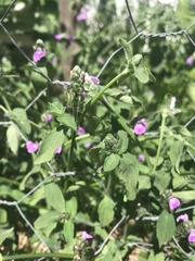 Rostellularia obtusa