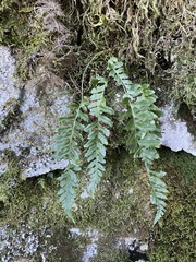 Polypodium hesperium