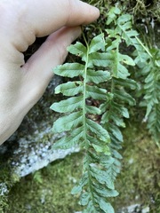 Polypodium hesperium