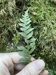 Polypodium hesperium