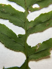 Polypodium hesperium