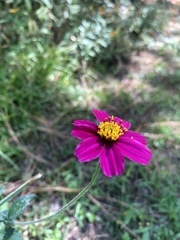 Bidens aequisquama