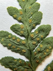 Polypodium hesperium
