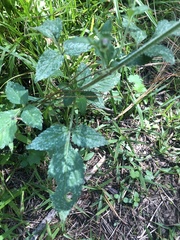 Bidens aequisquama