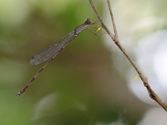 Indolestes tenuissimus