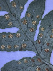 Polypodium hesperium