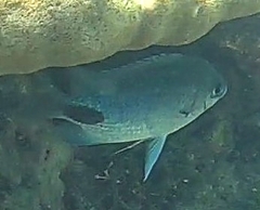 Abudefduf sparoides