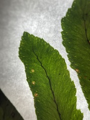 Polypodium hesperium
