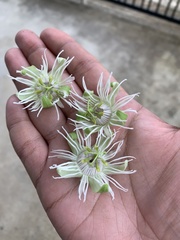 Passiflora trifasciata