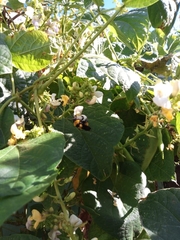 Bombus sonorus