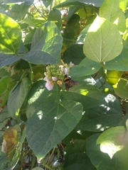 Bombus sonorus