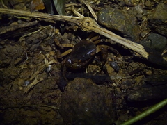 Cryptopotamon anacoluthon