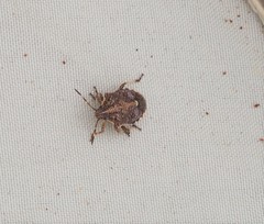 Oncocoris geniculatus