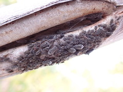 Tuberolachnus salignus