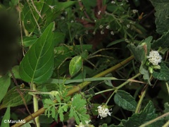 Calea ternifolia