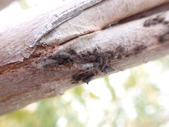 Tuberolachnus salignus