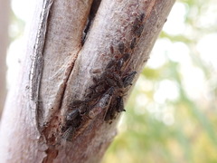 Tuberolachnus salignus