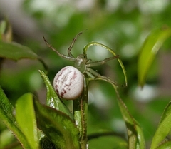 Thomisidae
