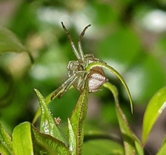 Thomisidae