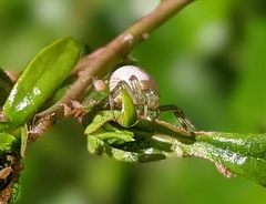 Thomisidae