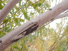 Tuberolachnus salignus