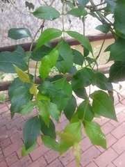 Halleria lucida