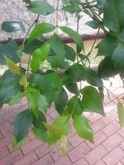Halleria lucida