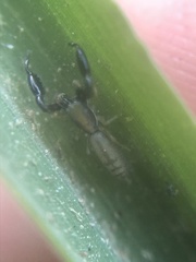 Cheliferoides longimanus