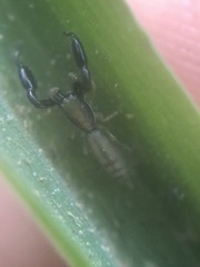 Cheliferoides longimanus