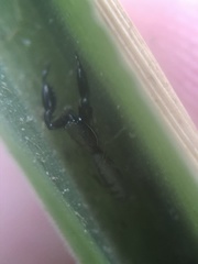 Cheliferoides longimanus