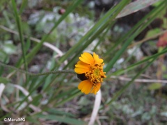 Tridax balbisioides