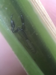 Cheliferoides longimanus