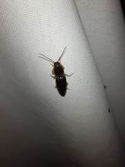 Conoderus semimarginatus