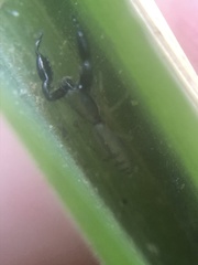 Cheliferoides longimanus