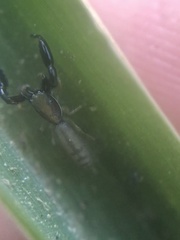 Cheliferoides longimanus