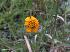 Tridax balbisioides