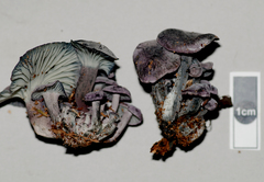 Gerronema waikanaense